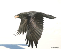 Common Raven on way to cache