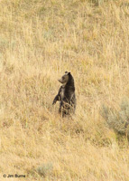 Grizzly Bear cub in fall meadow