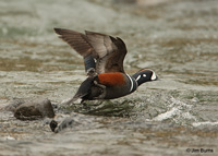 Harlequin Duck male over Le Hardy Rapids