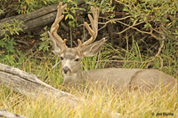 Mule Deer buck in velvet