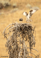 Osprey adult delivering fish to nest