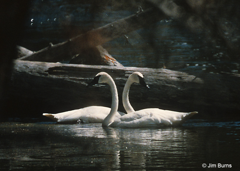 Trumpeter Swan pair in Madison River