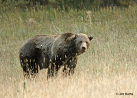 Grizzly Bear at Otter Creek