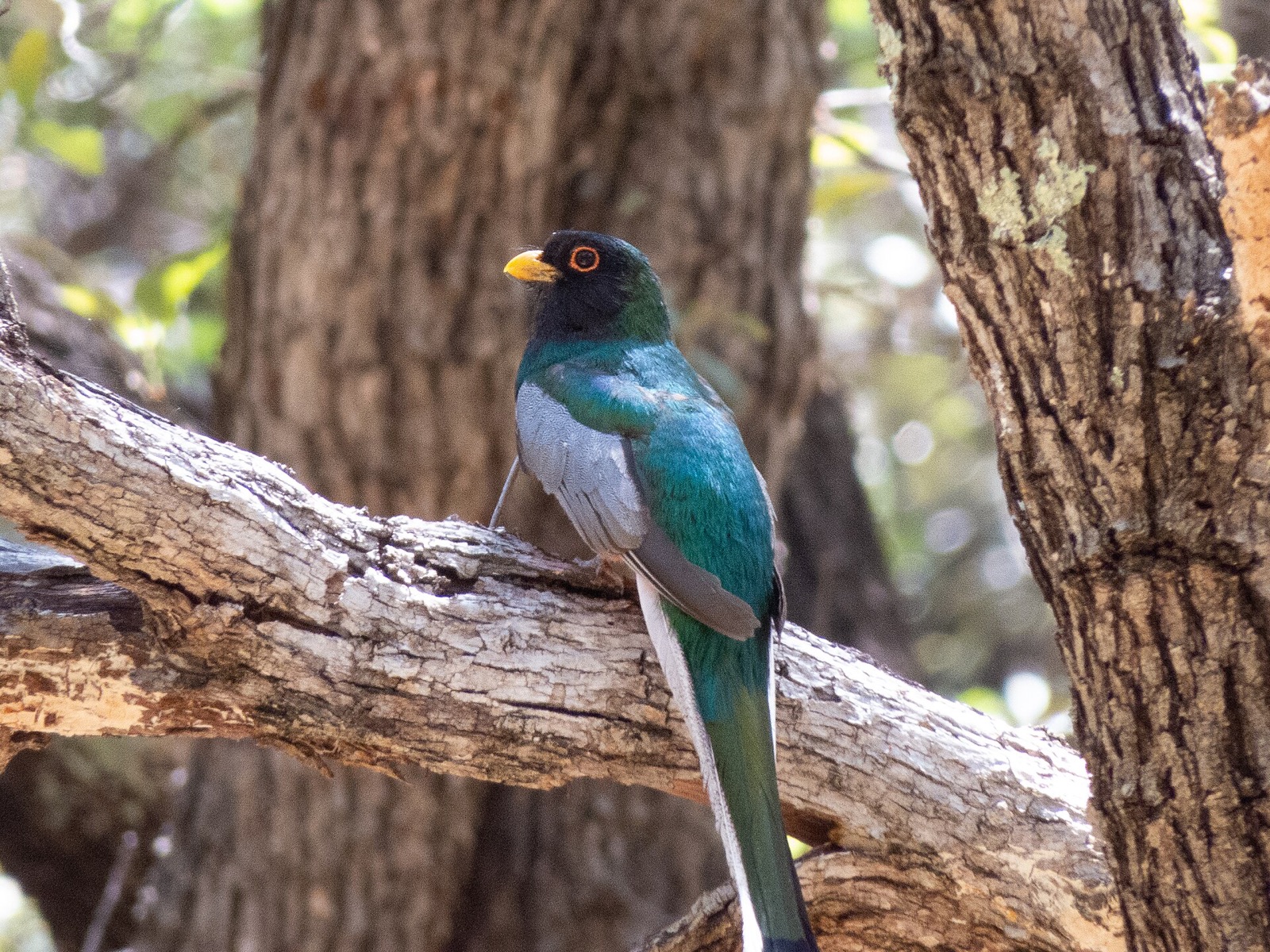 Male Coppery-tailed Trogon perched in an Arizona canyon