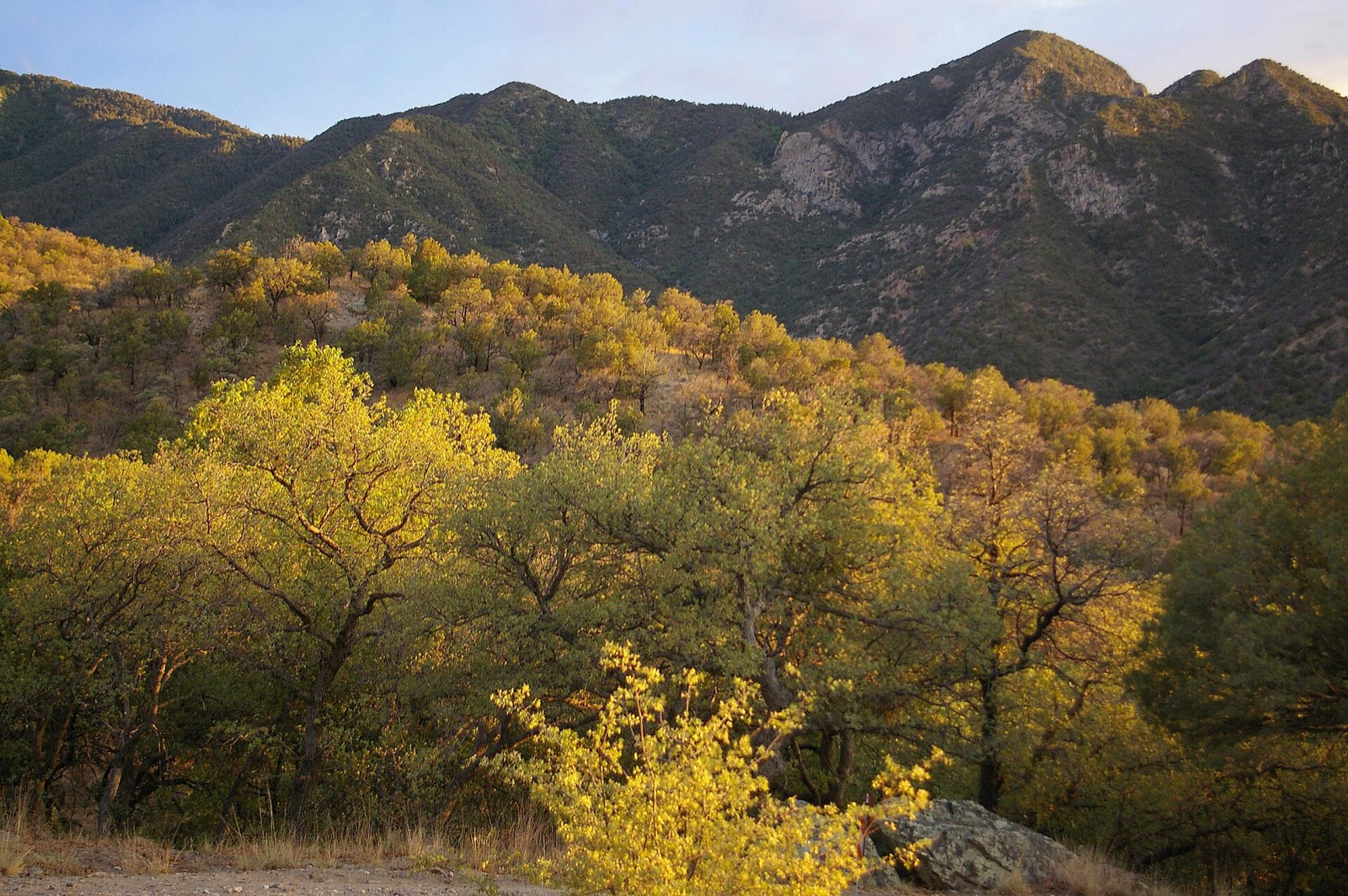 Oak-covered slopes in Madera Canyon in Arizona's Santa Rita Mountains