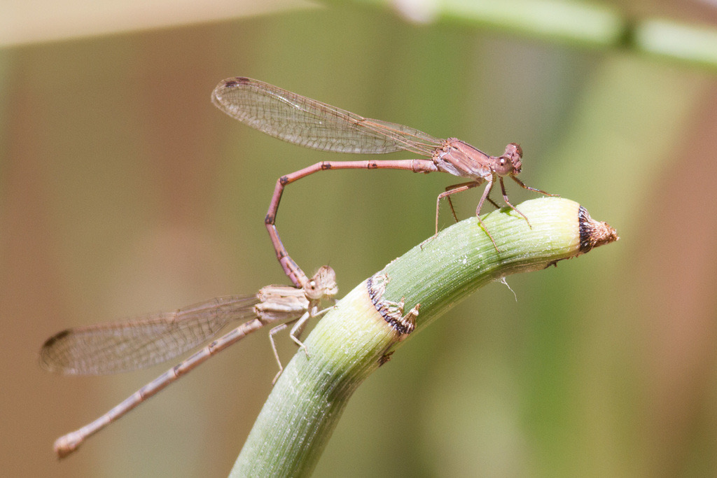 Amethyst Dancer (Argia pallens) photographed in natural habitat