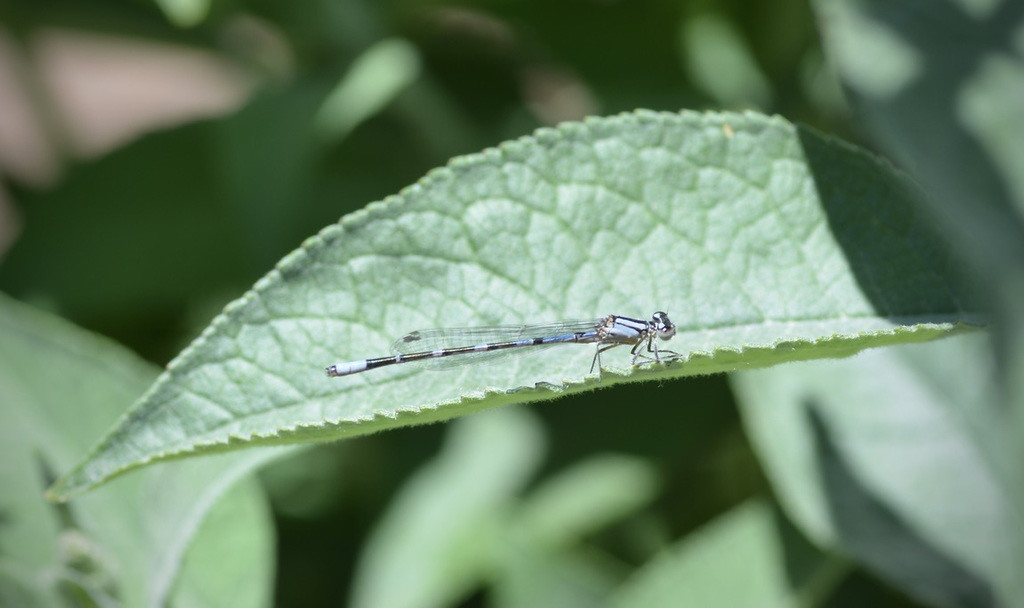 Arroyo Bluet (Enallagma praevarum) photographed in natural habitat