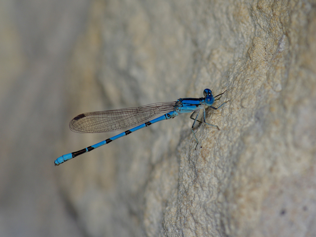 Aztec Dancer (Argia nahuana) photographed in natural habitat