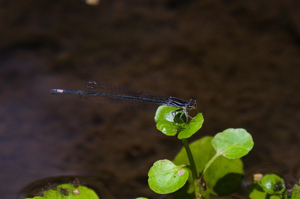 Black-and-White Damsel (Apanisagrion lais) photographed in natural habitat
