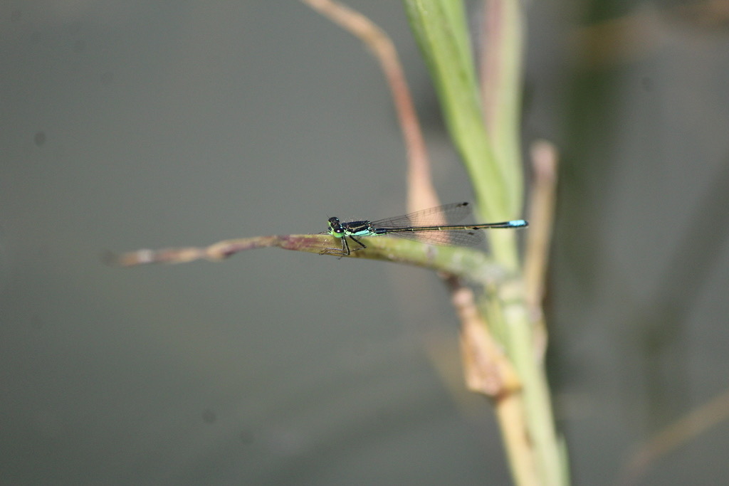 Black-fronted Forktail (Ischnura denticollis) photographed in natural habitat