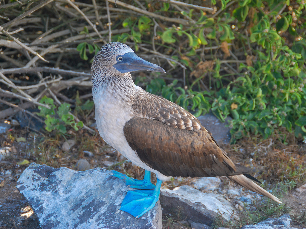 Galápagos Blue-footed Booby (Sula nebouxii excisa) photographed in natural habitat