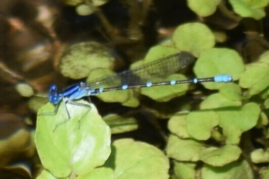 Blue-ringed Dancer (Argia sedula) photographed in natural habitat