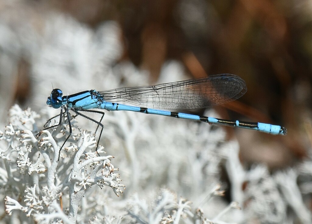 Boreal Bluet (Enallagma boreale) photographed in natural habitat
