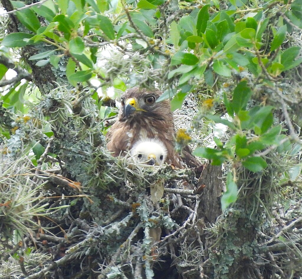 Broad-winged Hawk photographed in natural habitat