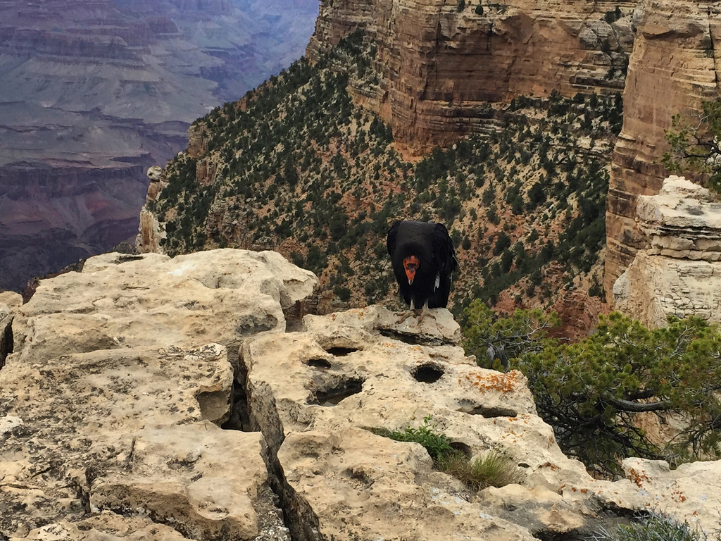 California Condor photographed in natural habitat