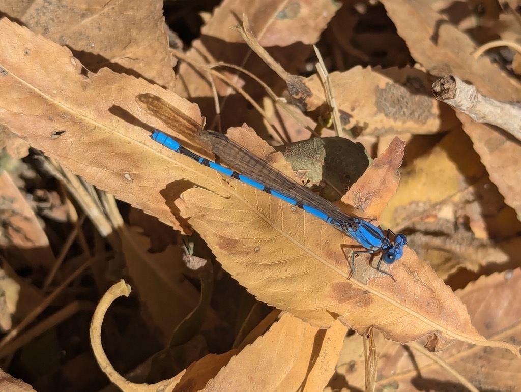 California Dancer (Argia agrioides) photographed in natural habitat