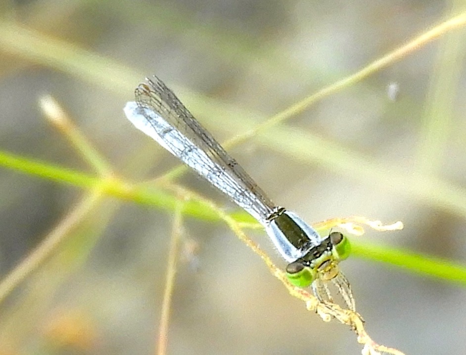 Citrine Forktail (Ischnura hastata) photographed in natural habitat