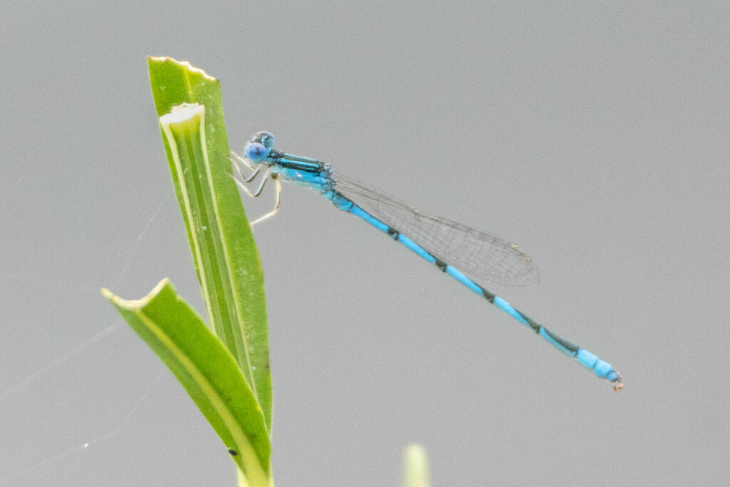 Double-striped Bluet (Enallagma basidens) photographed in natural habitat
