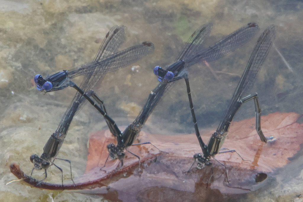 Dusky Dancer (Argia translata) photographed in natural habitat