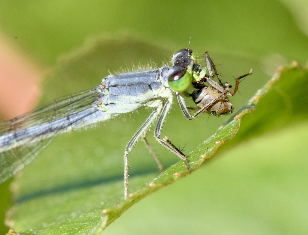 Eastern Forktail (Ischnura verticalis) photographed in natural habitat