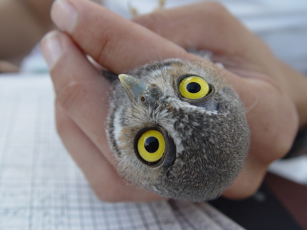 Elf Owl photographed in natural habitat