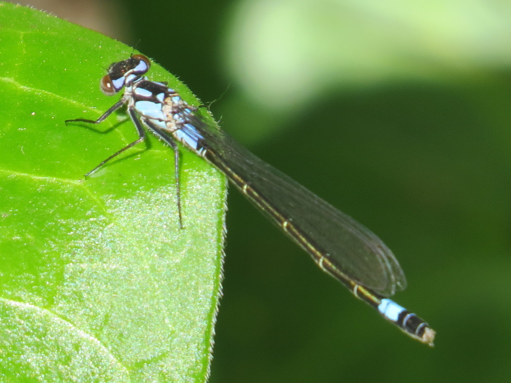 Exclamation Damsel (Zoniagrion exclamationis) photographed in natural habitat