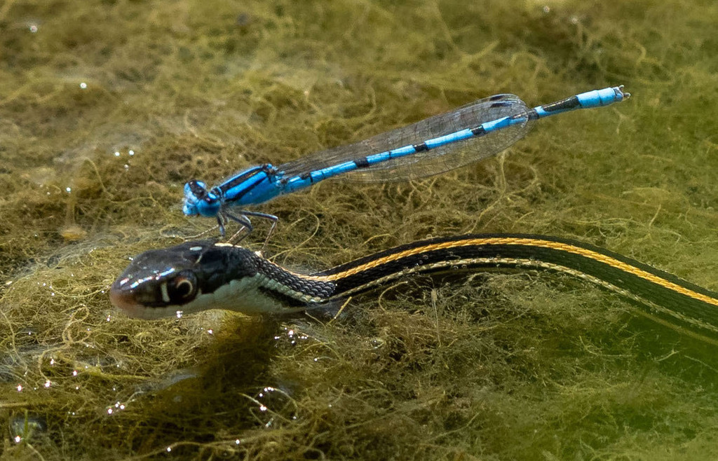 Familiar Bluet (Enallagma civile) photographed in natural habitat