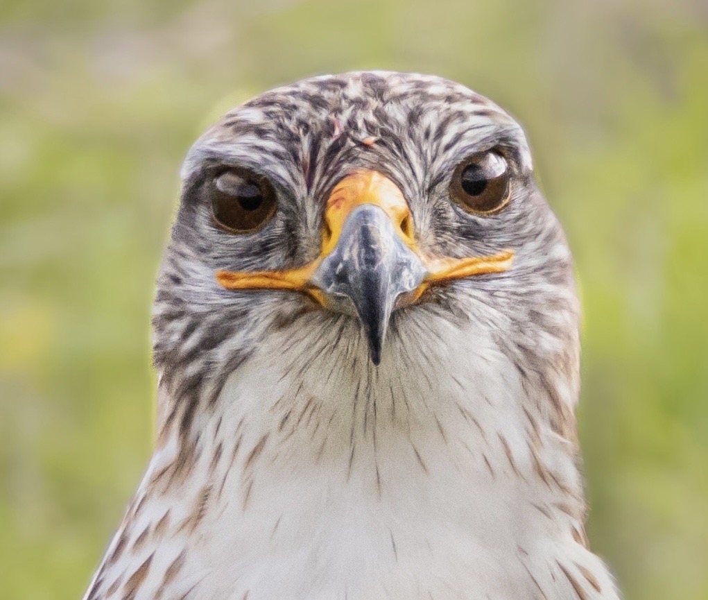 Ferruginous Hawk photographed in natural habitat