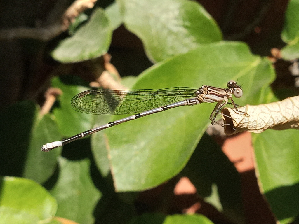 Fiery-eyed Dancer (Argia oenea) photographed in natural habitat