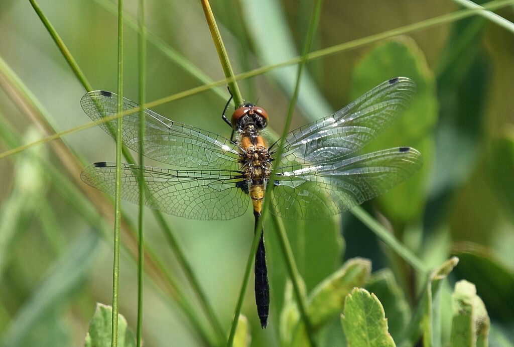 Frosted Whiteface (Leucorrhinia frigida) photographed in natural habitat