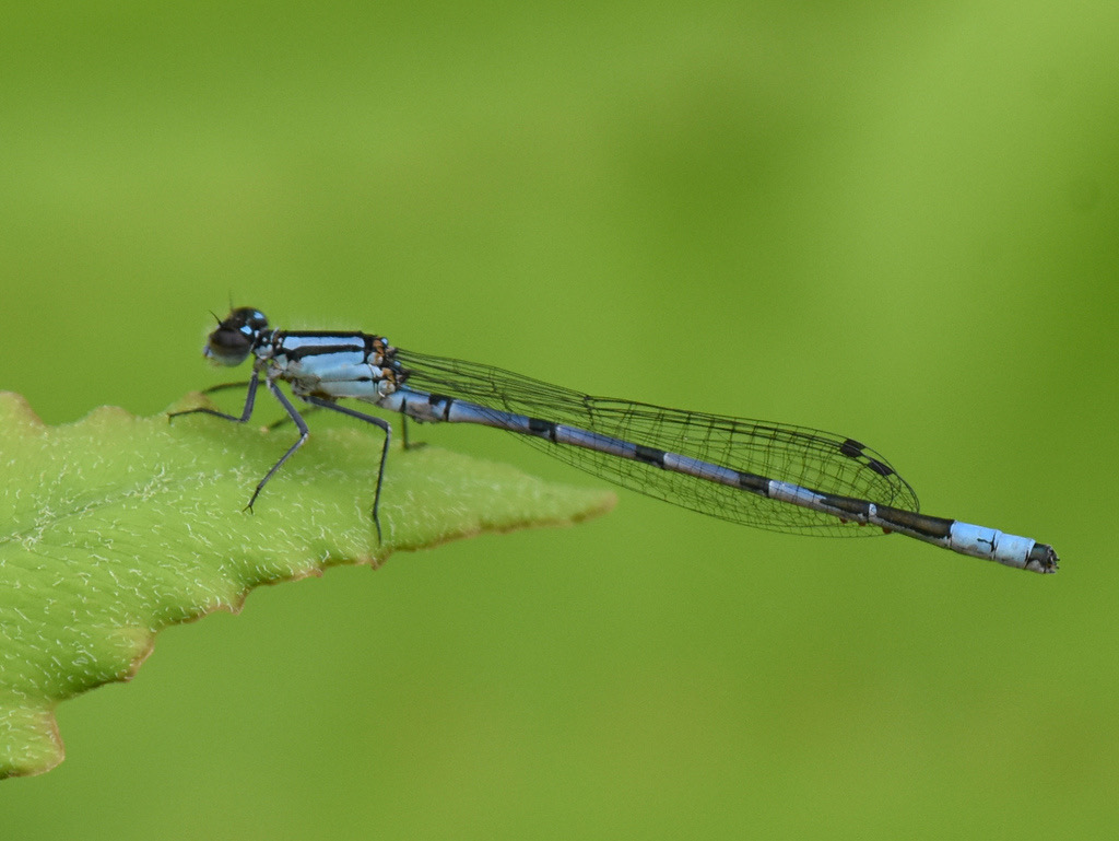 Hagen’s Bluet (Enallagma hageni) photographed in natural habitat