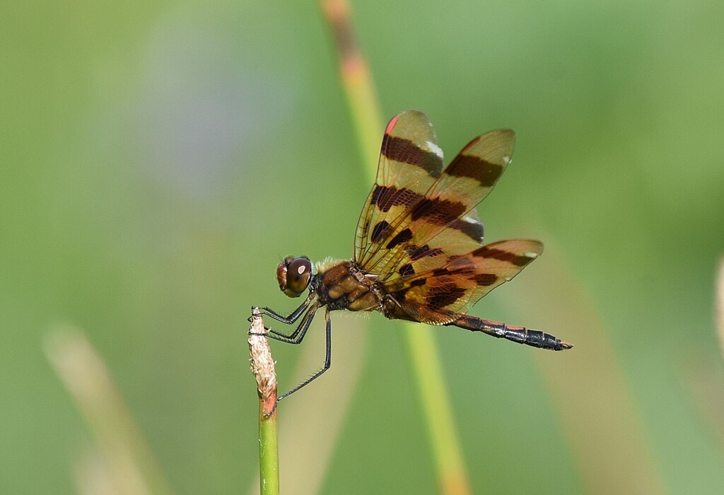 Halloween Pennant balancing on an emergent stem