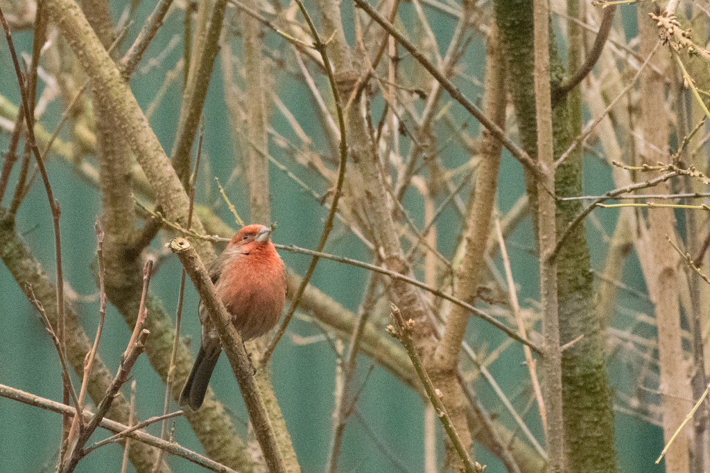 House Finch Color Variants photographed in natural habitat
