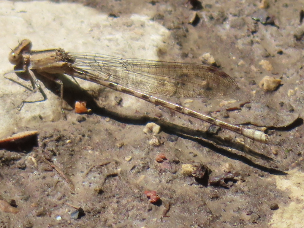 Kiowa Dancer (Argia immunda) photographed in natural habitat