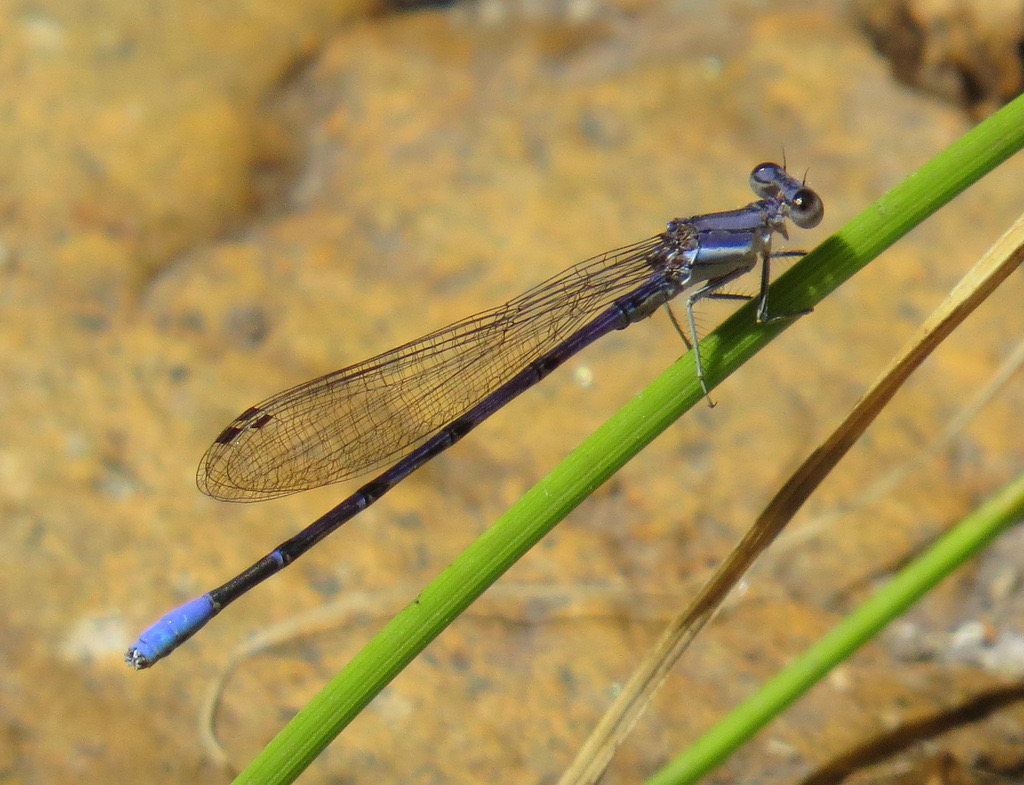 Lavender Dancer (Argia hinei) photographed in natural habitat