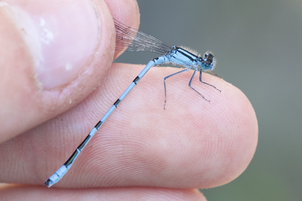 Marsh Bluet (Enallagma ebrium) photographed in natural habitat