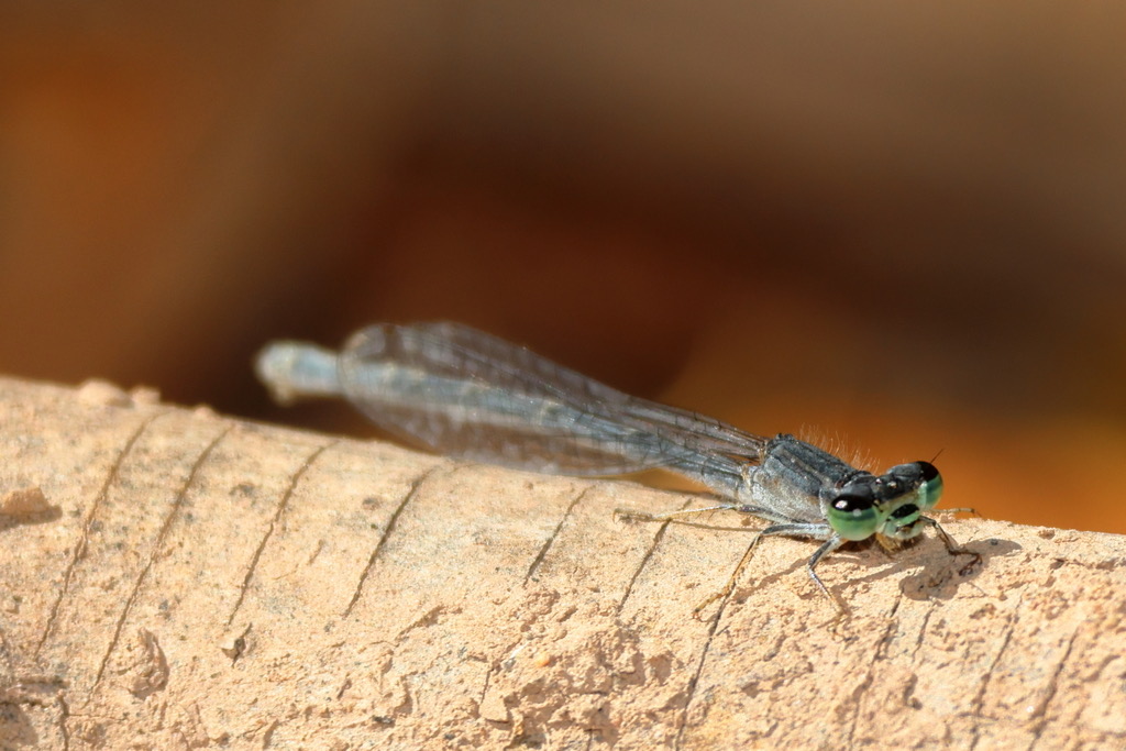 Mexican Forktail (Ischnura demorsa) photographed in natural habitat
