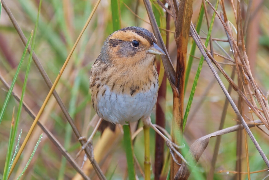 Nelson’s Sparrow photographed in natural habitat