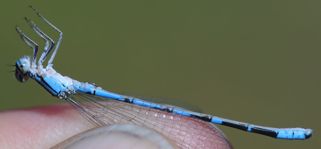 Northern Bluet (Enallagma annexum) photographed in natural habitat