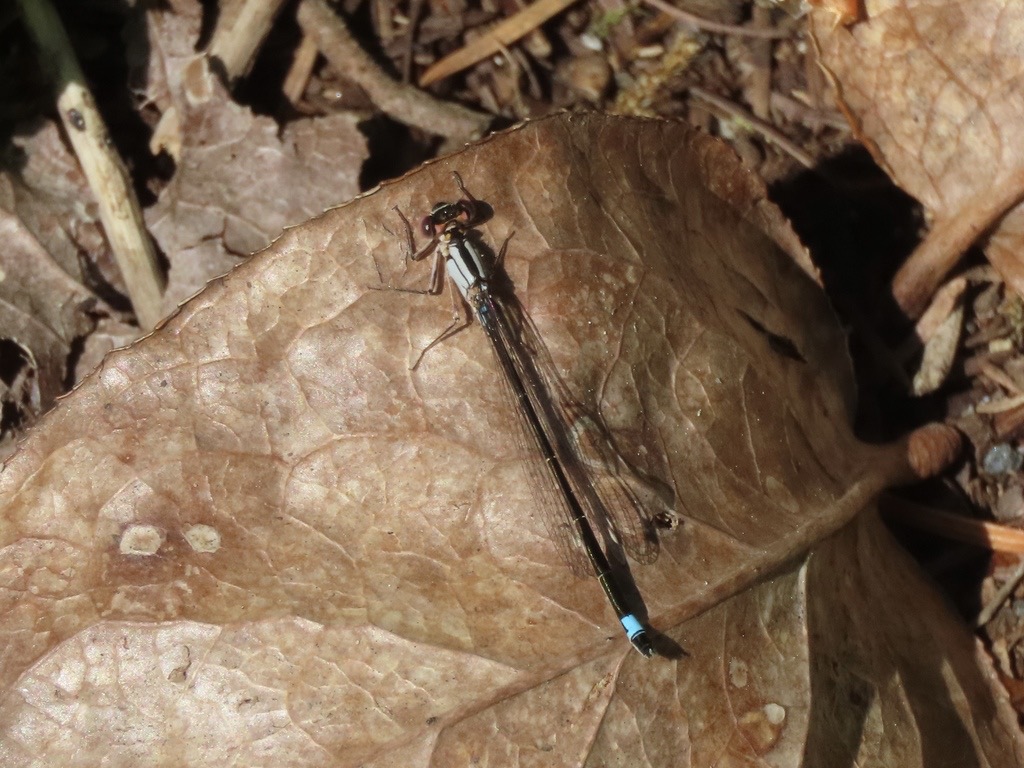 Pacific Forktail (Ischnura cervula) photographed in natural habitat