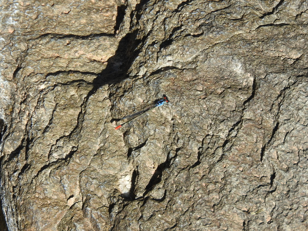 Painted Damsel (Hesperagrion heterodoxum) photographed in natural habitat