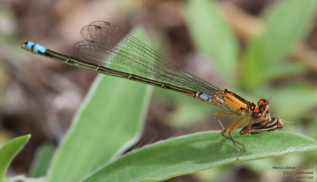 Plains Forktail (Ischnura damula) photographed in natural habitat