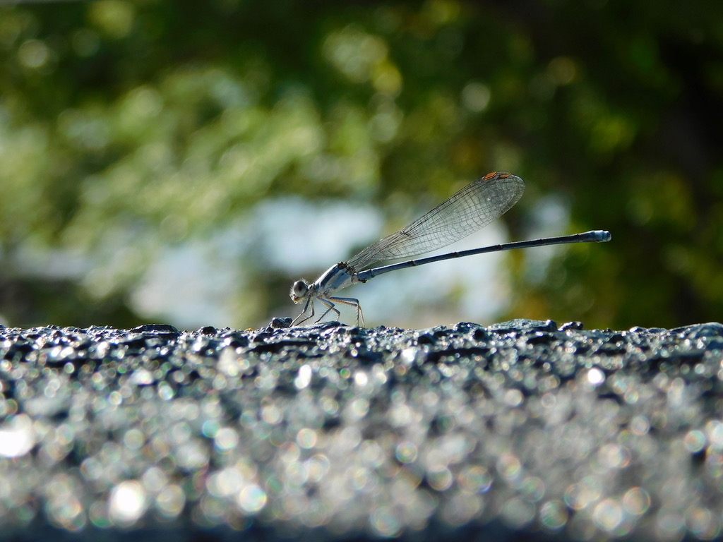 Powdered Dancer (Argia moesta) photographed in natural habitat