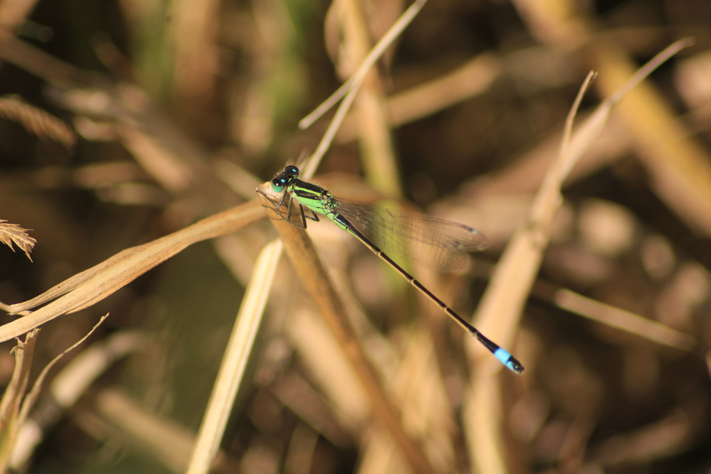 Rambur’s Forktail (Ischnura ramburii) photographed in natural habitat