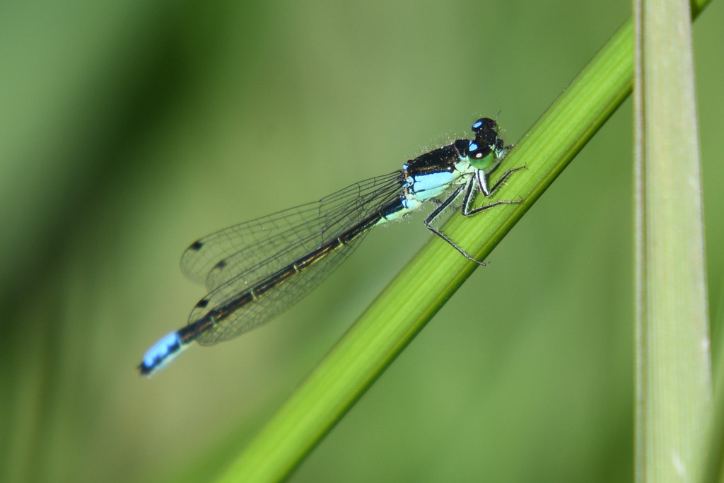 San Francisco Forktail (Ischnura gemina) photographed in natural habitat