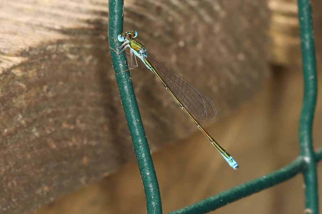 Sedge Sprite (Nehalennia irene) photographed in natural habitat