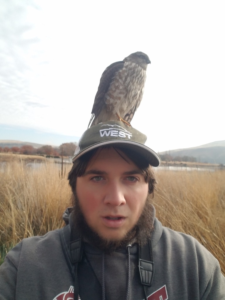 Sharp-shinned Hawk photographed in natural habitat