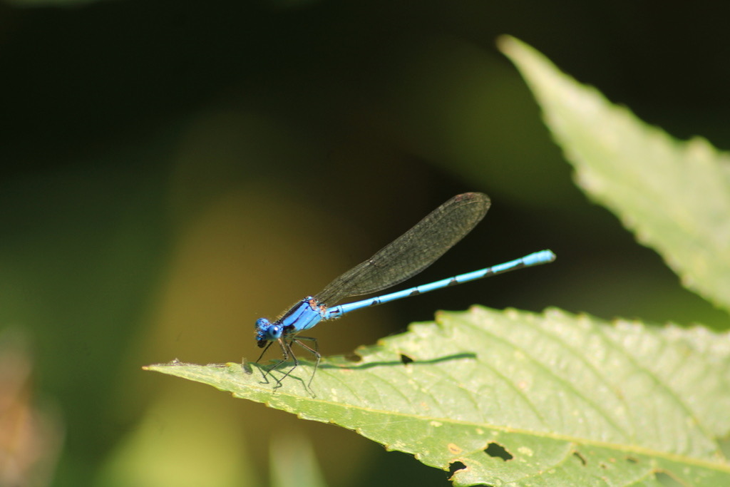 Sierra Madre Dancer (Argia lacrimans) photographed in natural habitat