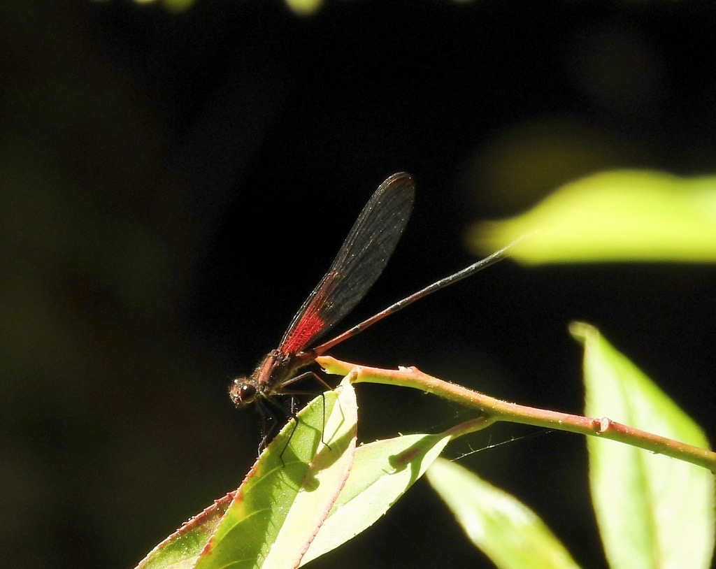 Smoky Rubyspot (Hetaerina titia) photographed in natural habitat