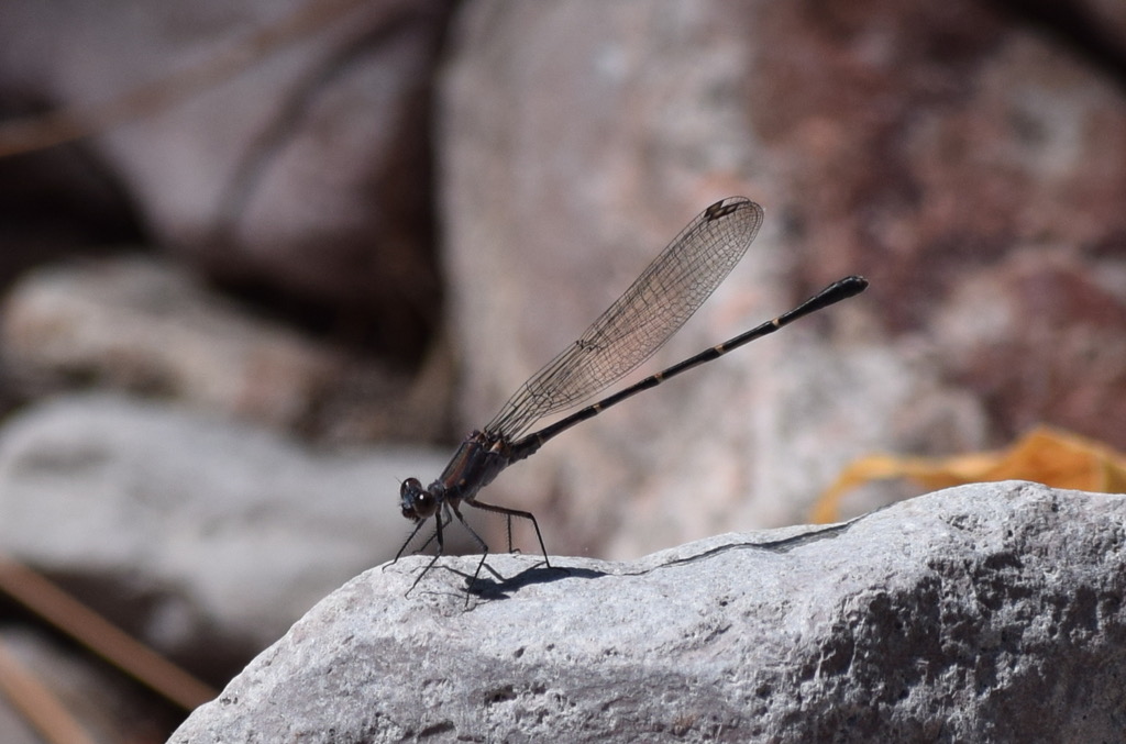 Sooty Dancer (Argia lugens) photographed in natural habitat